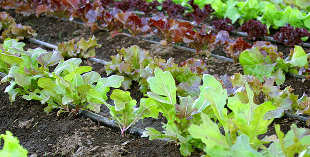 Bed and Breakfast Vicenza