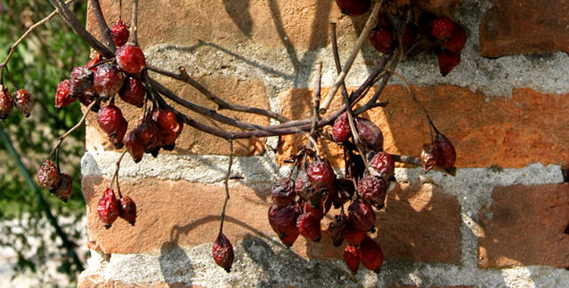 Albaspina B&B vicino Venezia